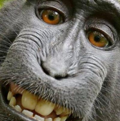 Selfie macaco